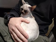 -琪喵猫屋·撸猫猫咖·猫舍