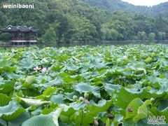 -杭州西湖风景名胜区-钱塘苏小小之墓