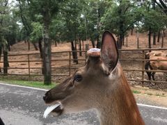 -秦皇岛野生动物园