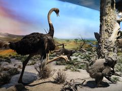 -国家自然博物馆