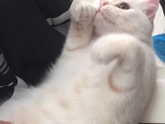 -喵的天空名猫咖啡馆·撸猫·猫舍·用品