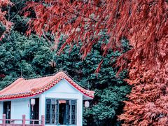 -深圳仙湖植物园