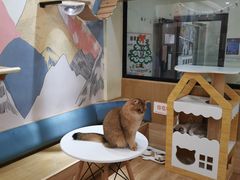 -滚猫咖啡·猫咖·猫友好撸猫(未来城店)