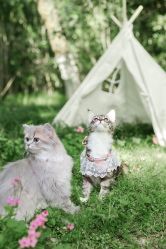 -ZOO KIDS象集摄影工作室(西城公馆店)