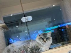-鼎级派宠物(中南店)