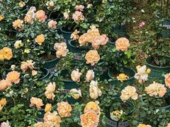 -人民公园(罗湖区)