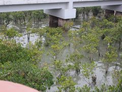 -宝安西湾红树林湿地公园