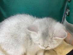 -佳雯宠物医院(四明中路分院)