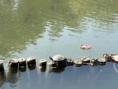 -映月湖公园