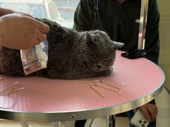 -北京观赏动物医院·24小时大型综合·猫专科·异宠专科
