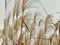 -长兴太湖图影湿地文化园