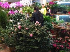 -双季花艺园艺市场(浦东店)