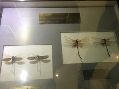 -上海昆虫博物馆