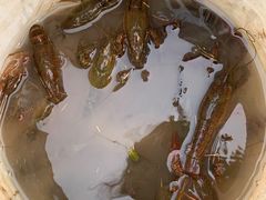 -南汇新场正宗水蜜桃采摘