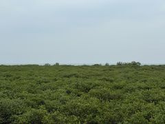 -北海金海湾红树林生态旅游区