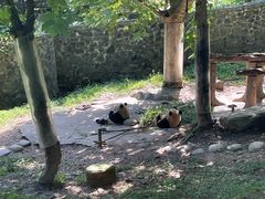 -都江堰中华大熊猫苑