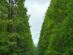 -黄海国家森林公园