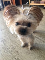 -飛凡TATTOO纹身•原创