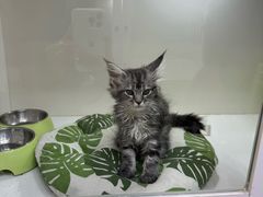 -青奢宠物·青奢猫舍