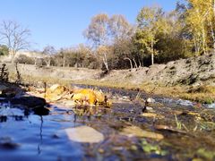 -乌兰布统景区-白桦林