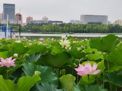 -莲花池公园