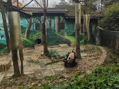 -中国大熊猫保护研究中心雅安碧峰峡基地