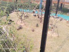 -武汉动物园
