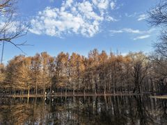 -上海共青森林公园