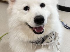 -共舞时光猫咖·狗咖(新街口店)