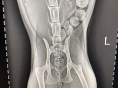 -康乐宝动物医院