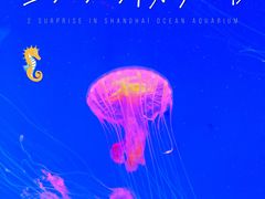 -上海海洋水族馆