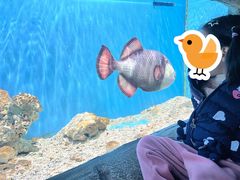 -芜湖新华联大白鲸海洋公园