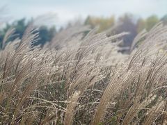 -羊亭河湿地公园