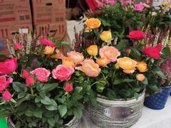 -重庆市江北嘴中央商务区中央公园