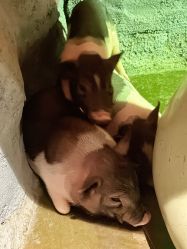 -Zoolung Zoolung动物主题公园(海信广场店)