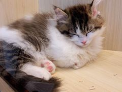 -momokira米努特·德文卷毛猫·棉花面纱犬
