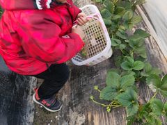 -小鱼草莓采摘园农家乐·小鱼餐厅