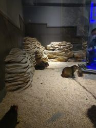 -未来动物城动物主题公园(大悦城店)