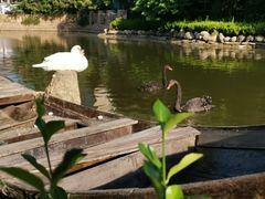 -芭东小镇温泉