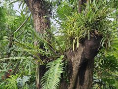 -中国科学院西双版纳热带植物园