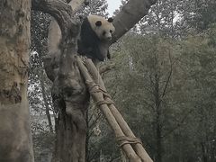 -都江堰中华大熊猫苑