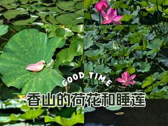 -香山公园