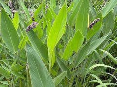 -合肥滨湖国家森林公园