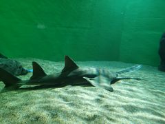 -上海海洋水族馆