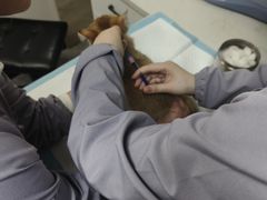 -贝康宠物医院·犬猫全科·小动物特色诊疗中心(东环路店)