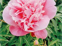 -长春公园(普阳街道)