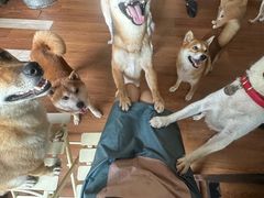 -柴犬高等学院·狗咖·柴犬售卖·宠物训练