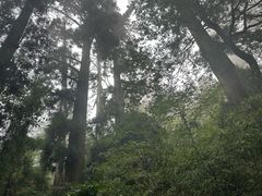 -天目山大树王景区