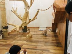 -袖虎·猫馆(体育西路店)