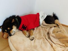 -南京Hallo宠物乐园·哈罗犬舍·柴犬繁育基地